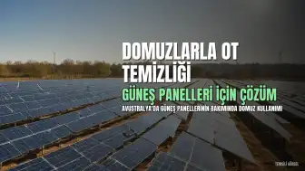 Güneş Panellerinin Ot Temizliğinde Domuz Kullanımı Başarılı Oldu
