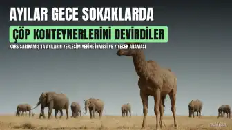 Kars'ta Boz Ayılar ve Yavruları Çöp Konteynerlerini Devirdi