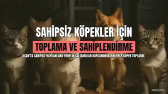 Uşak'ta 9 Bin 814 Sahipsiz Köpek Toplandı