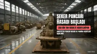 Amasya'da Şeker Pancarı Hasadı Başladı: Amasya Şeker Fabrikası 350 Bin Ton Rekolte Hedefliyor