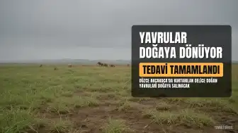 Düzce Akçakoca'da Bulunan İki Delice Doğan Yavrusu Kurtarıldı