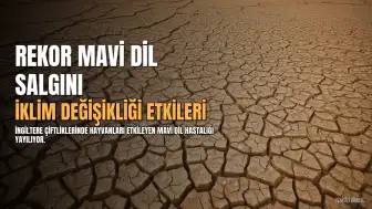 İngiltere Çiftliklerinde Mavi Dil Hastalığı Salgını Rekor Seviyede