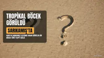 Sarıkamış'ta Tropikal Bir Böcek Türü Görüldü