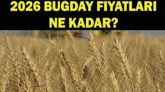 2026 Buğday ve Hububat Fiyatları Haziran Ayında Açıklanacak