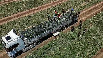 Adana Karpuzunda Hasat Başladı: 650 Bin Ton Rekolte Bekleniyor