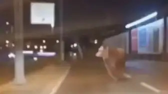 Avcılar'da Kurbanlık Boğa D-100 Karayolu'nda Trafiğe Çıktı