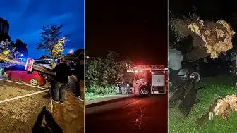 Bartın'da Fırtına Nedeniyle Ağaçlar Devrildi, Araçlar Hasar Gördü