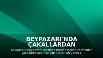 Beypazarı'nda Çakallardan Kurtarılan Yavru Ceylan Doğaya Salındı