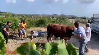 Bursa'da Kurbanlık Boğa Sahibine Tekme Attı