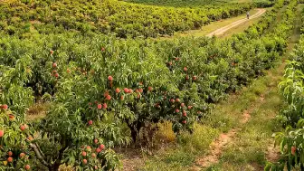 Del Monte Foods iflası sonrası çiftçiler zor durumda: Yüzlerce şeftali ağacı kesilecek