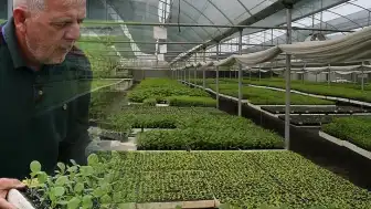 Emekli İki Arkadaşın Fide Üretimi Girişimi Büyüdü: Yılda 1,5 Milyon Satış