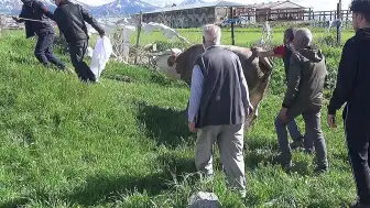 Erzurum'da Kurban Kesimi Sırasında Bir Kişi Hayatını Kaybetti, Çok Sayıda Kişi Yaralandı