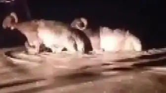 Hatay'da Sağanak Nedeniyle Hayvan Pazarı ve Çevresi Sular Altında Kaldı