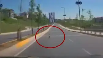 İstanbul'da Toy Poodle Paniği: Yola Fırlayan Köpek Trafiği Kilitledi, Yakalanması Kamerada