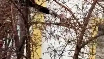 İtfaiye Ekipleri Ağaçta Mahsur Kalan Güvercini Kurtardı