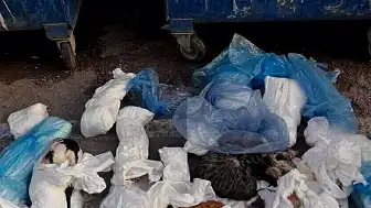İzmir'de 33 Kedi Ölümüyle İlgili Gözaltına Alınan Veteriner Hekim H.E. Tutuklandı