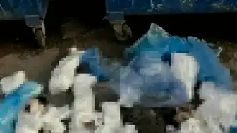 İzmir'de 33 Kedi Ölümüyle İlgili Veteriner Hekim H.E. Tutuklandı