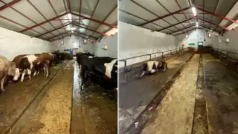 Kadın Besici Kurban Bayramı'nda Yüksek Gelir Elde Etti