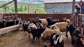 Kurban Pazarlarında Bayram Öncesi Düşük Talep: Besiciler Endişeli