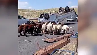 Kurbanlık Koyun Yüklü Kamyonet Devrildi: 1 Kişi Hayatını Kaybetti