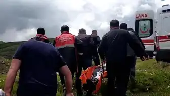 Sivas'ta Mantar Toplarken Ayı Saldırısına Uğrayan Vatandaşın Parmağı Koptu