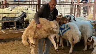 Yahyalı'da Kurban Bayramı Arifesinde Hayvan Pazarı Hareketlendi