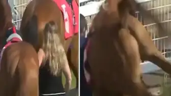 Yarış Atı Sahip Olduğu Darbeyle Ahır Çalışanını Yere Serdi