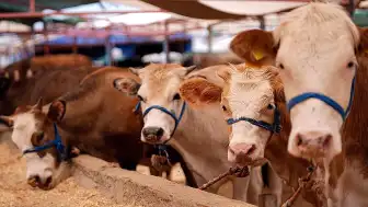 Zilhicce Hilali Görüldü: Kurban Bayramı 27 Mayıs'ta Başlıyor