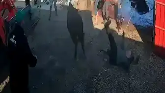 Afyonkarahisar'da Kurbanlık Boğa Paniği: 5 Yaralı