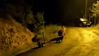 Ankara'da Vatandaşın Evinin Yakınında Ayı ve Yavruları Görüldü