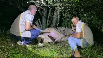 Bursa'nın İnegöl ilçesinde yıldırım düşmesi sonucu 6 koyun telef oldu