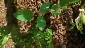 Elazığ'ın Palu İlçesinde Gökyüzünü Kaplayan Arı Sürüsü Görüntülendi