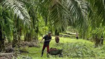 Küresel Piyasalarda Palm Yağı Fiyatları Düşüş Eğiliminde: Enerji ve Soya Yağı Etkisi