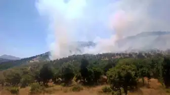 Diyarbakır Çüngüş'te Ağaçlık Alanda Yangın: Müdahale Devam Ediyor