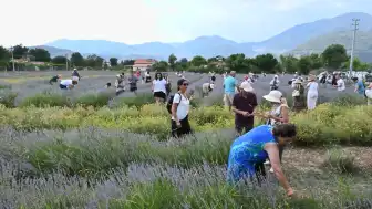 Fethiye Belediyesi Yeşilüzümlü Mahallesi'nde Lavanta Hasadı Gerçekleştirdi