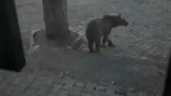 Kars Sarıkamış'ta Oteller Bölgesine İnen Boz Ayı ve Vatandaş Arasındaki Diyalog Kameraya Yansıdı