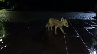 Kars'ta Yağışlı Havada Kızıl Tilki ve Vatandaşın Karşılaşması Kameraya Yansıdı