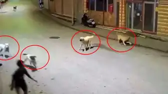 Ordu Çamaş'ta Sokak Köpeklerinin Saldırdığı 10 Yaşındaki Çocuk Esnaf Sayesinde Kurtarıldı