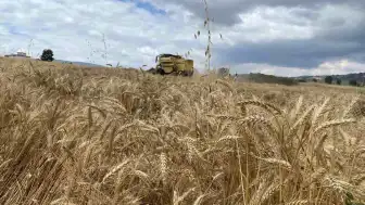 Samsun Kavak'ta Hububat Hasadı Başladı: Arpada Verim Yüksek, Buğdayda Yağış Etkisi Gözlendi
