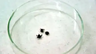 Sivas'ta KKKA Hastalığı Nedeniyle Bir Kadın Hayatını Kaybetti