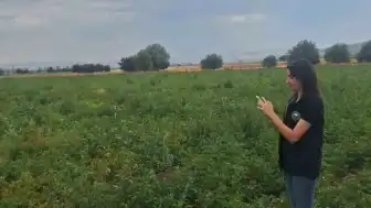 Şuhut'ta Patates Üretimi Saha Kontrolleri Devam Ediyor