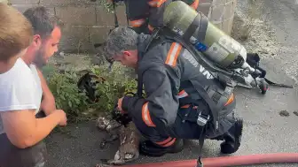 Sakarya'da Yangın: Dumandan Etkilenen Kedi Kurtarılamadı