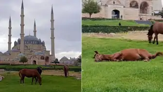 Edirne Selimiye Camisi Meydanında Başıboş Atlar Görüldü