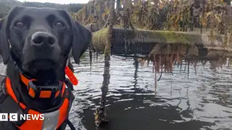 İstilacı 'Deniz Kusmuğu'nü Avlayan Köpek Yılın Hayvanı Seçildi