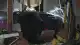 Teksas'ta Tesla Kazası: 1 Ölü, Sürücü ve Tesla Aleyhine Dava Açıldı