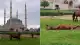 Edirne Selimiye Camisi Meydanında Başıboş Atlar Görüldü