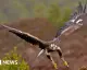 Golden Eagles to Return to English Skies with Government Support
