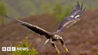 Golden Eagles to Return to English Skies with Government Support
