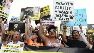 İstanbul Valiliği: Sokak Hayvanları Yasası'nda Geri Adım Yok