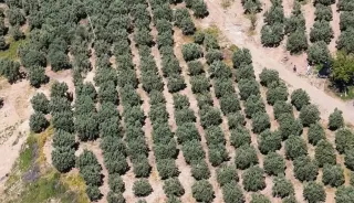 Osmaniye'de Kaçak Kazıya Dronla Baskın: 6 Gözaltı